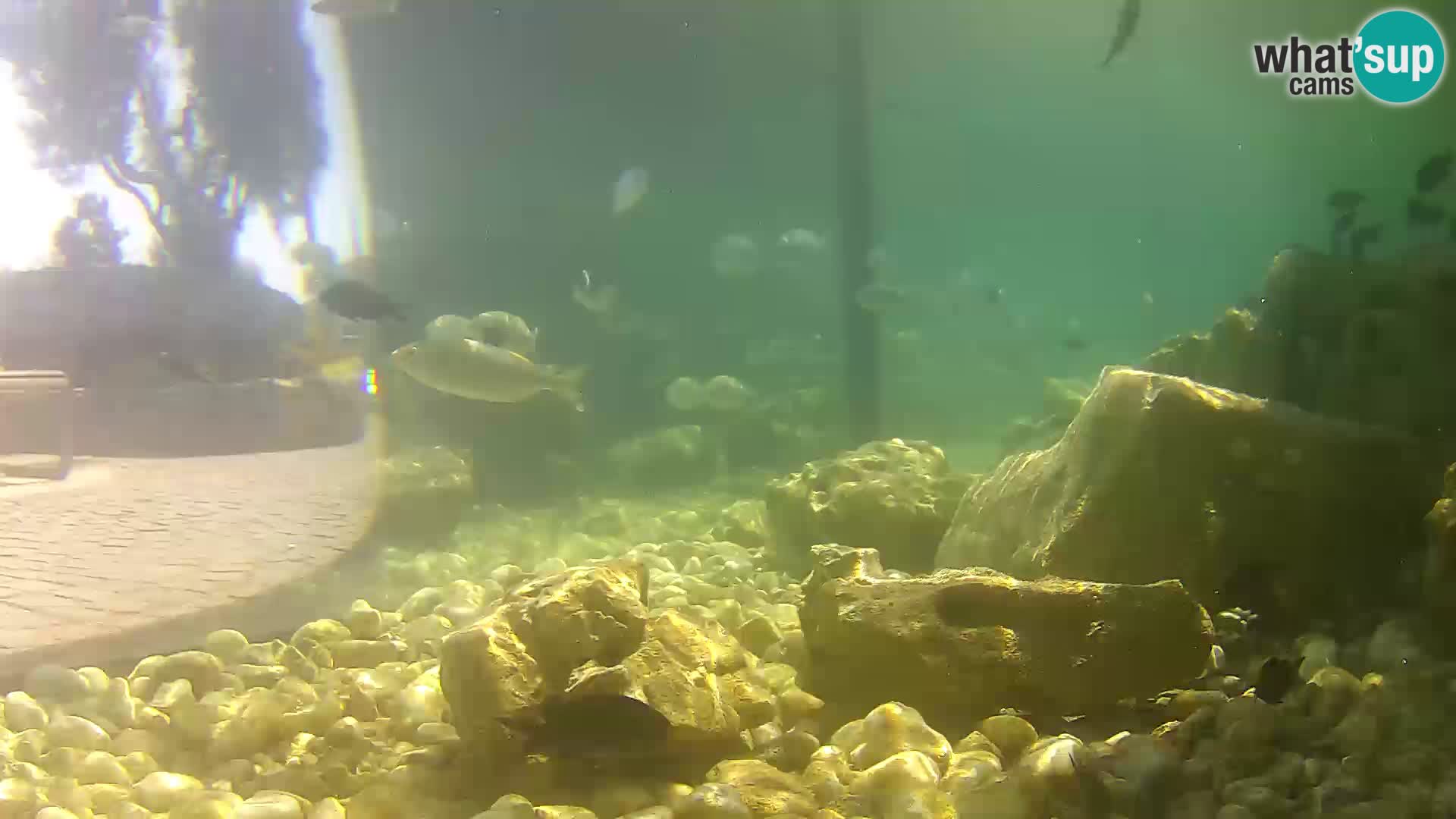 Marine Aquarium im Freien Rogoznica webcam Kroatien