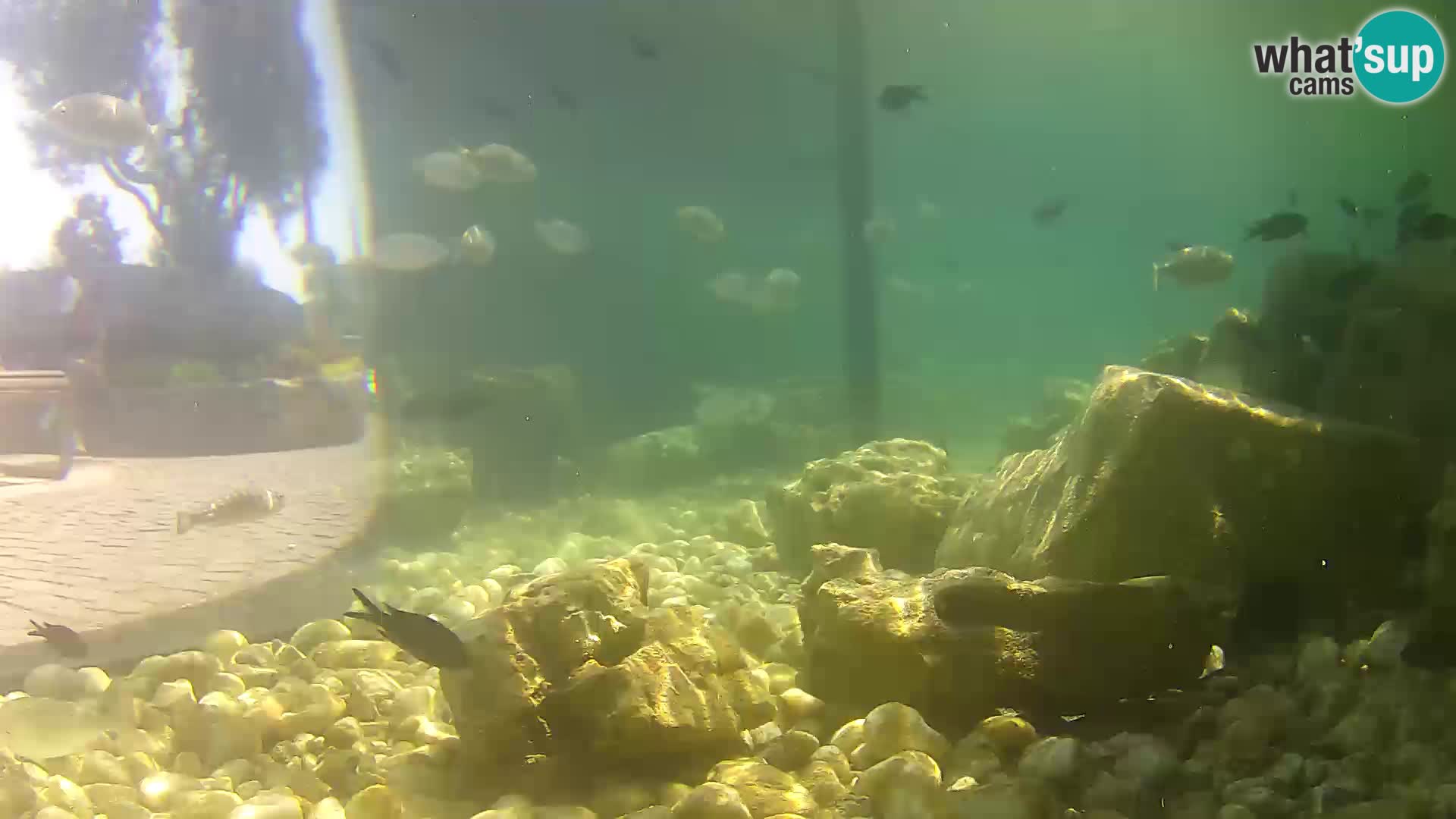 Marine Aquarium im Freien Rogoznica webcam Kroatien