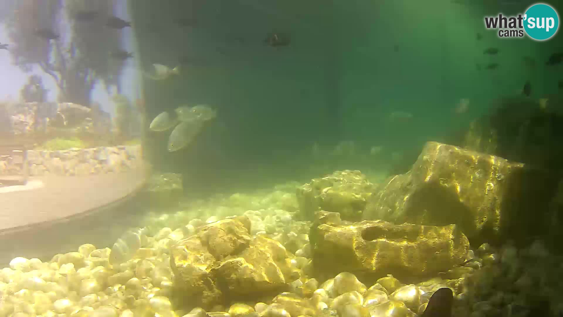 Marine Aquarium im Freien Rogoznica webcam Kroatien