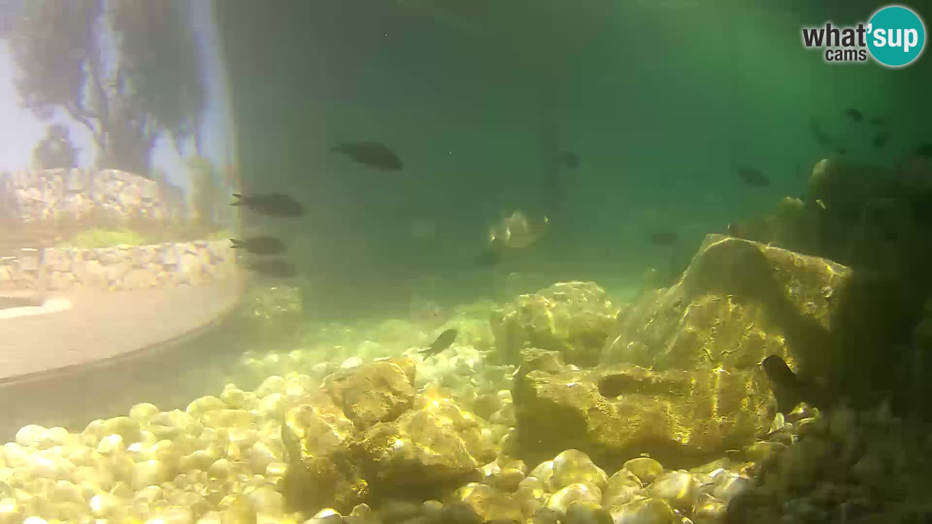 Outdoor Marine Aquarium Rogoznica webcam Croatia