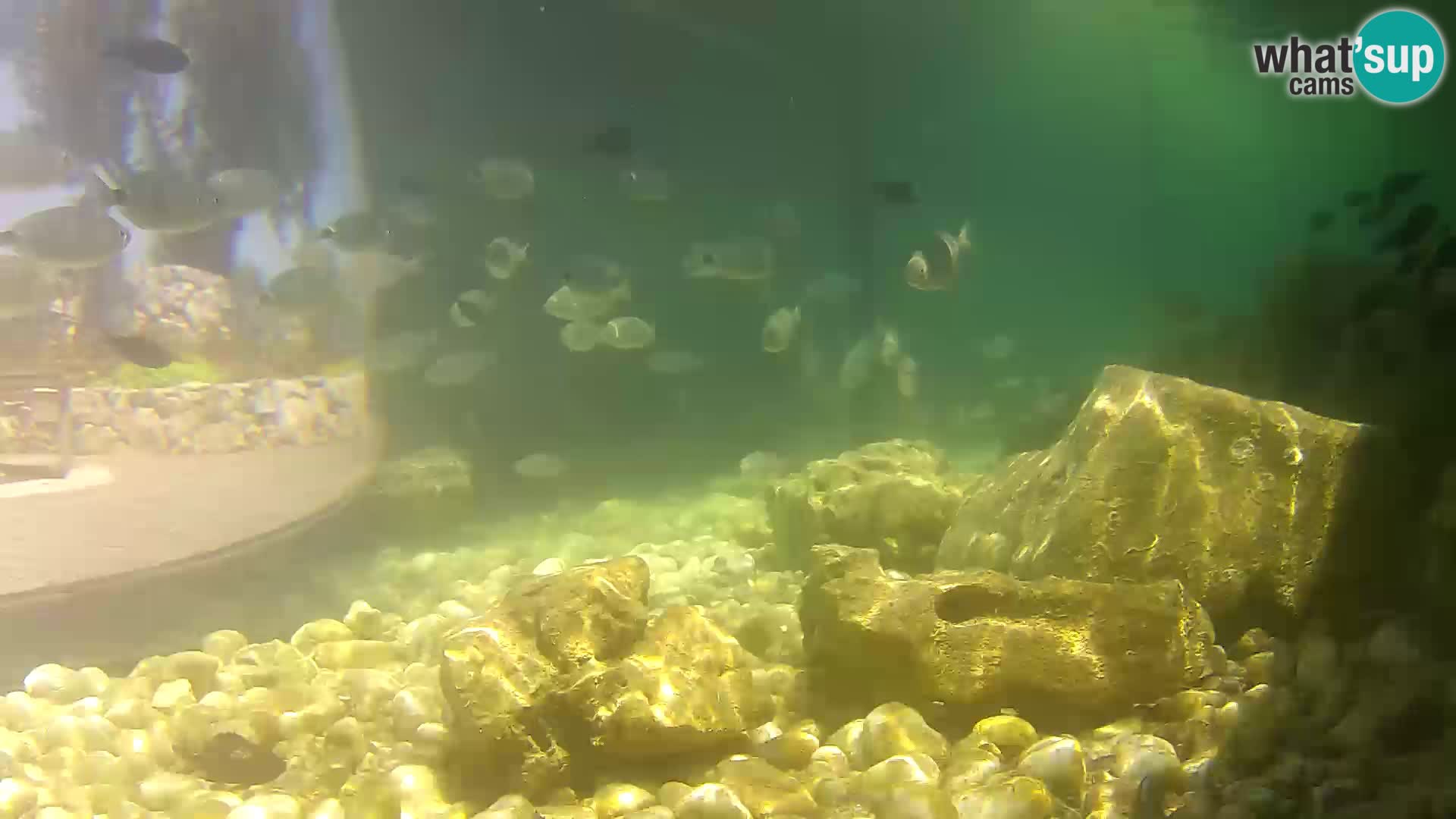 Outdoor Marine Aquarium Rogoznica webcam Croatia