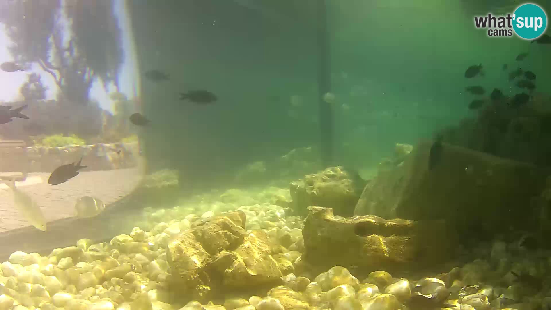 Outdoor Marine Aquarium Rogoznica webcam Croatia