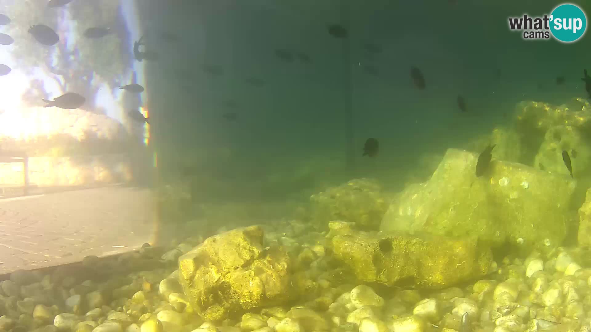 Outdoor Marine Aquarium Rogoznica webcam Croatia