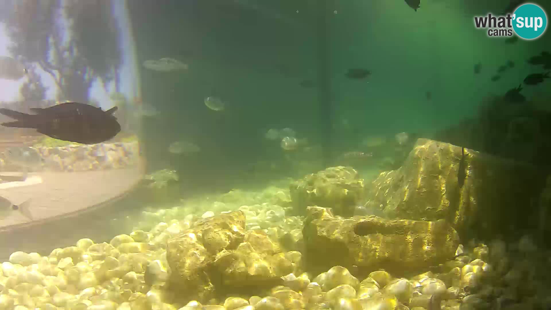 Zunanji morski akvarij Rogoznica spletna kamera Hrvaška