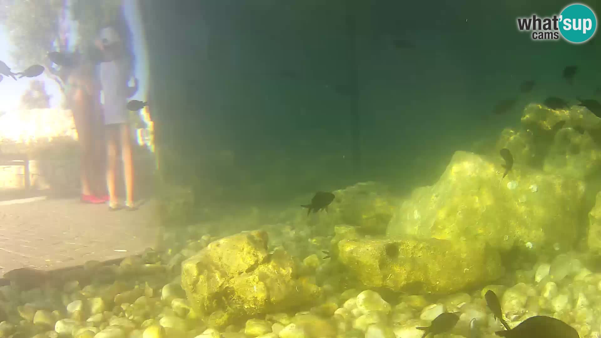 Aquario marino esterno –  Rogoznica livecam Croazia