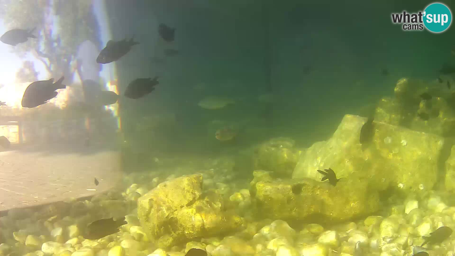 Outdoor Marine Aquarium Rogoznica webcam Croatia