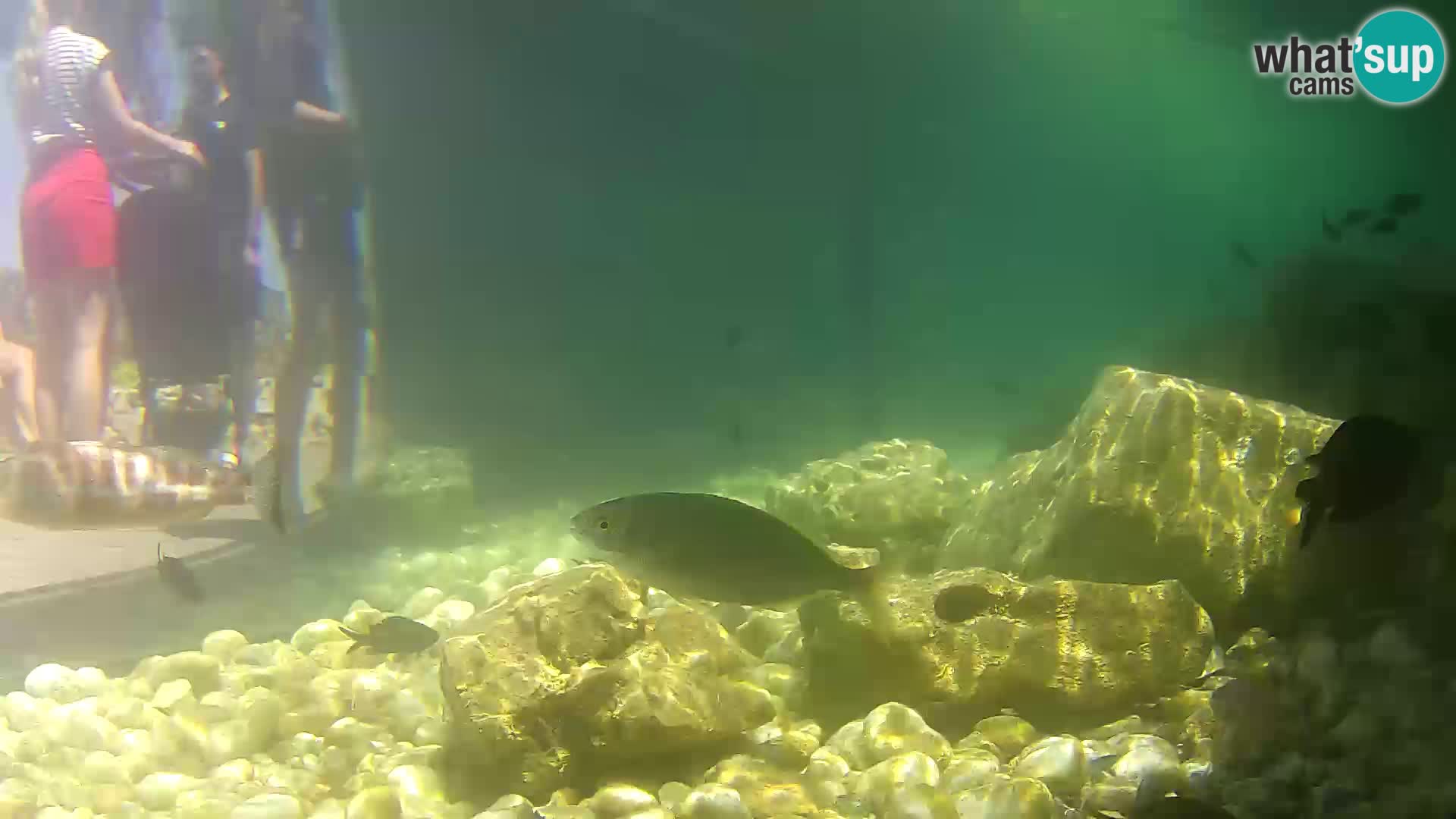 Aquario marino esterno –  Rogoznica livecam Croazia