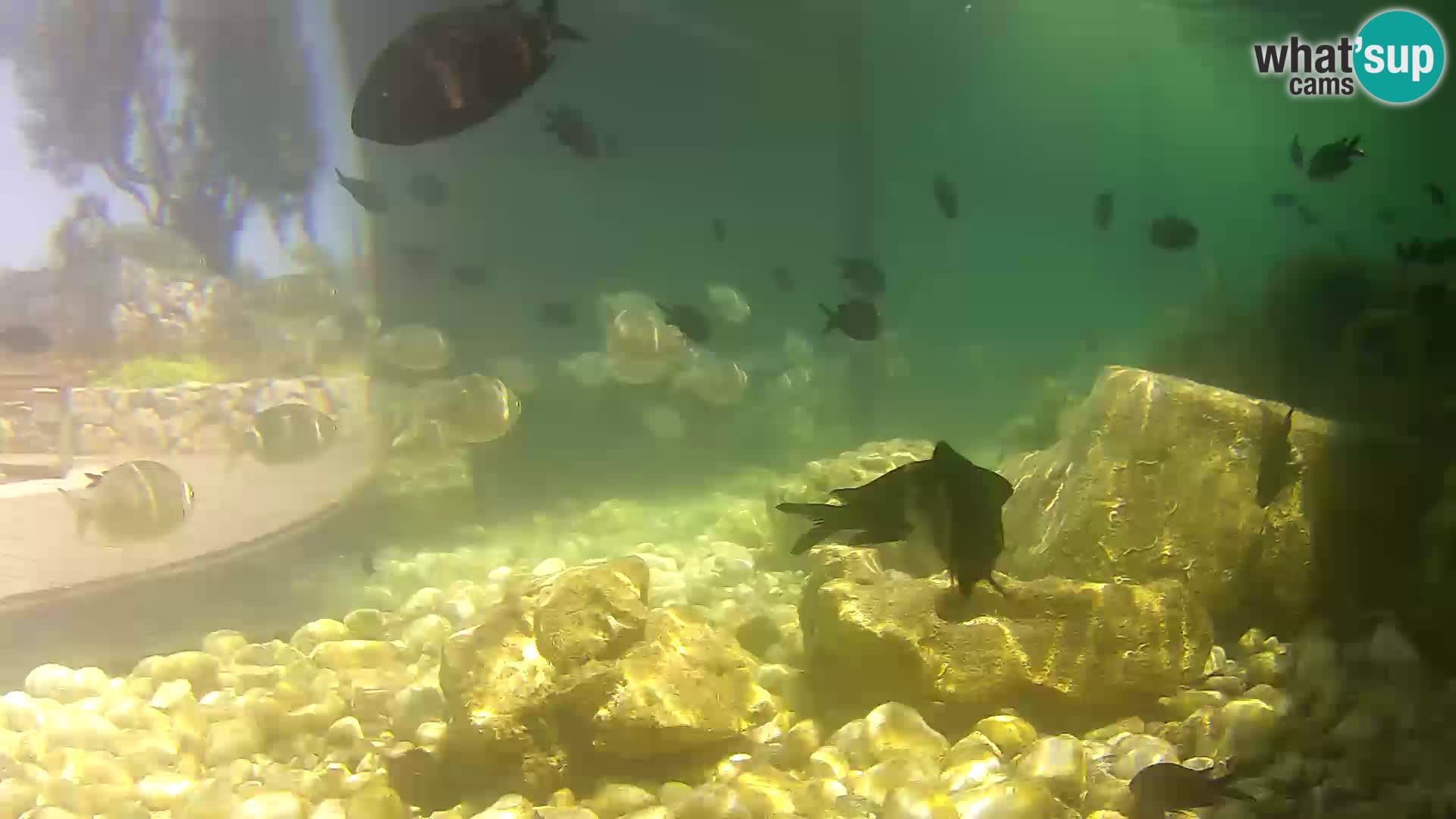 Acuario marino al aire libre Rogoznica webcam Croacia