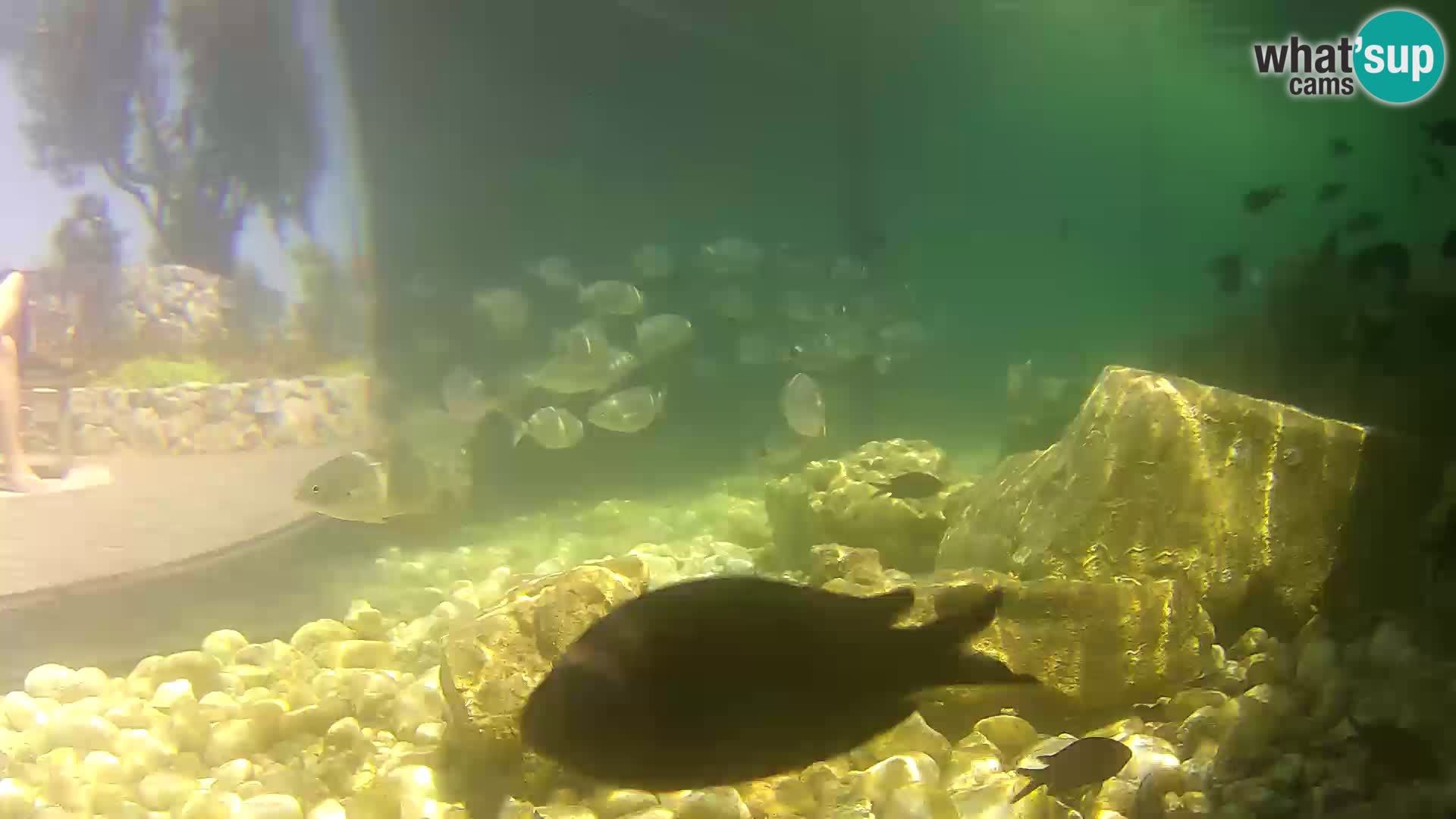 Outdoor Marine Aquarium Rogoznica webcam Croatia