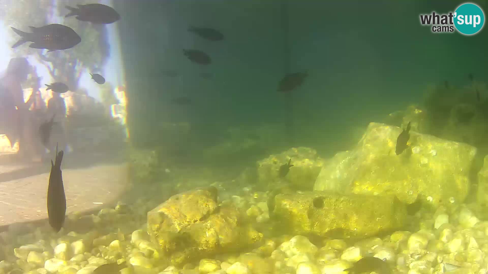 Webcam de l’aquarium marin extérieur de Rogoznica Croatie