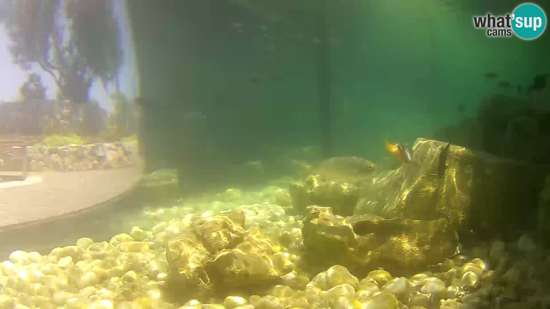 Marine Aquarium im Freien Rogoznica webcam Kroatien