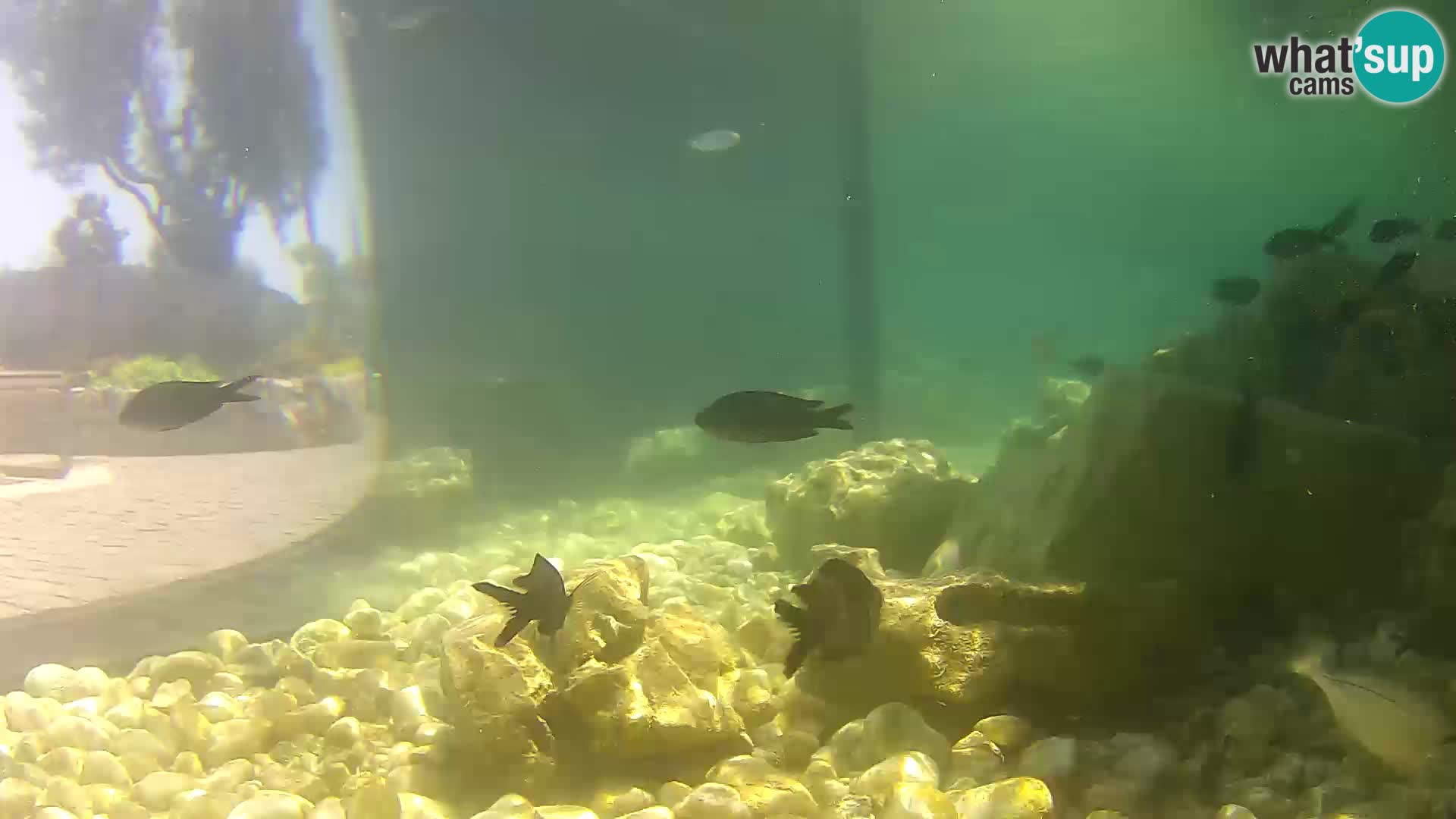 Webcam de l’aquarium marin extérieur de Rogoznica Croatie