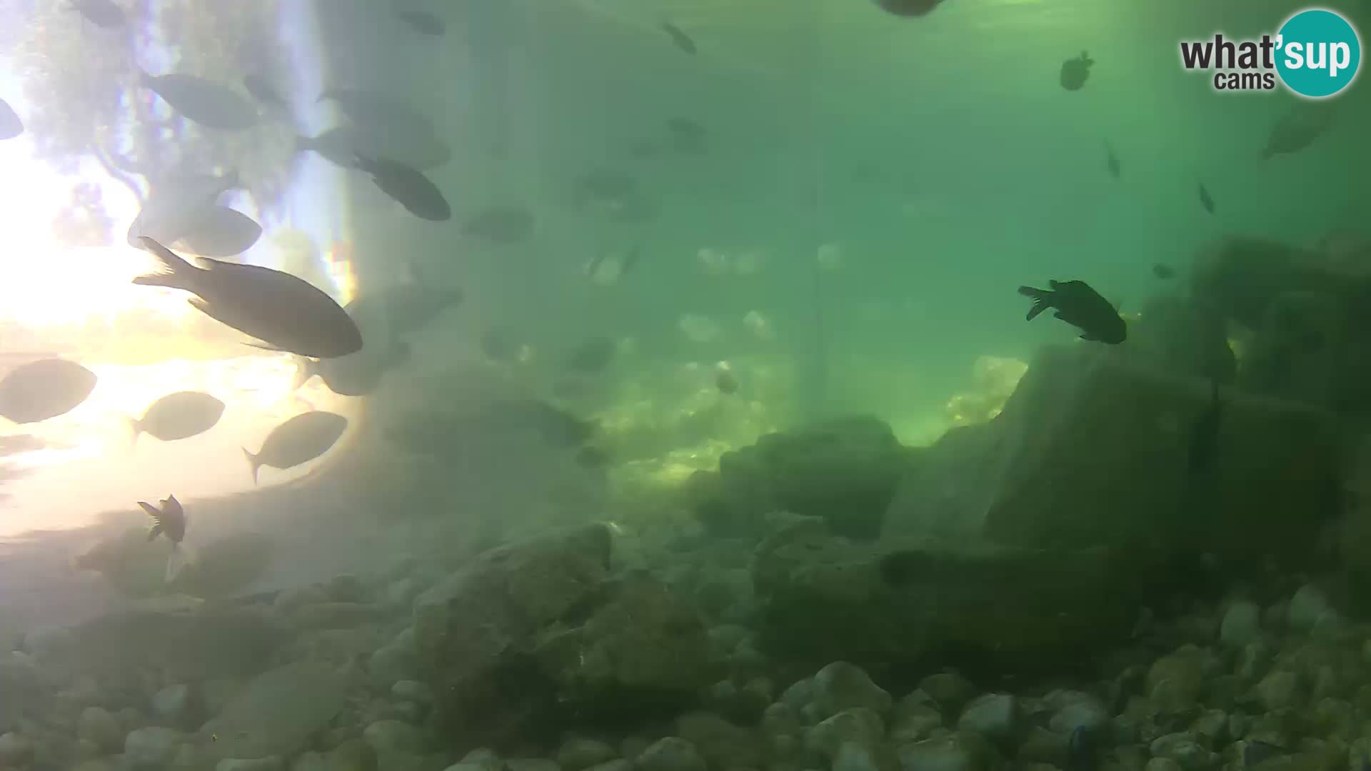Webcam de l’aquarium marin extérieur de Rogoznica Croatie