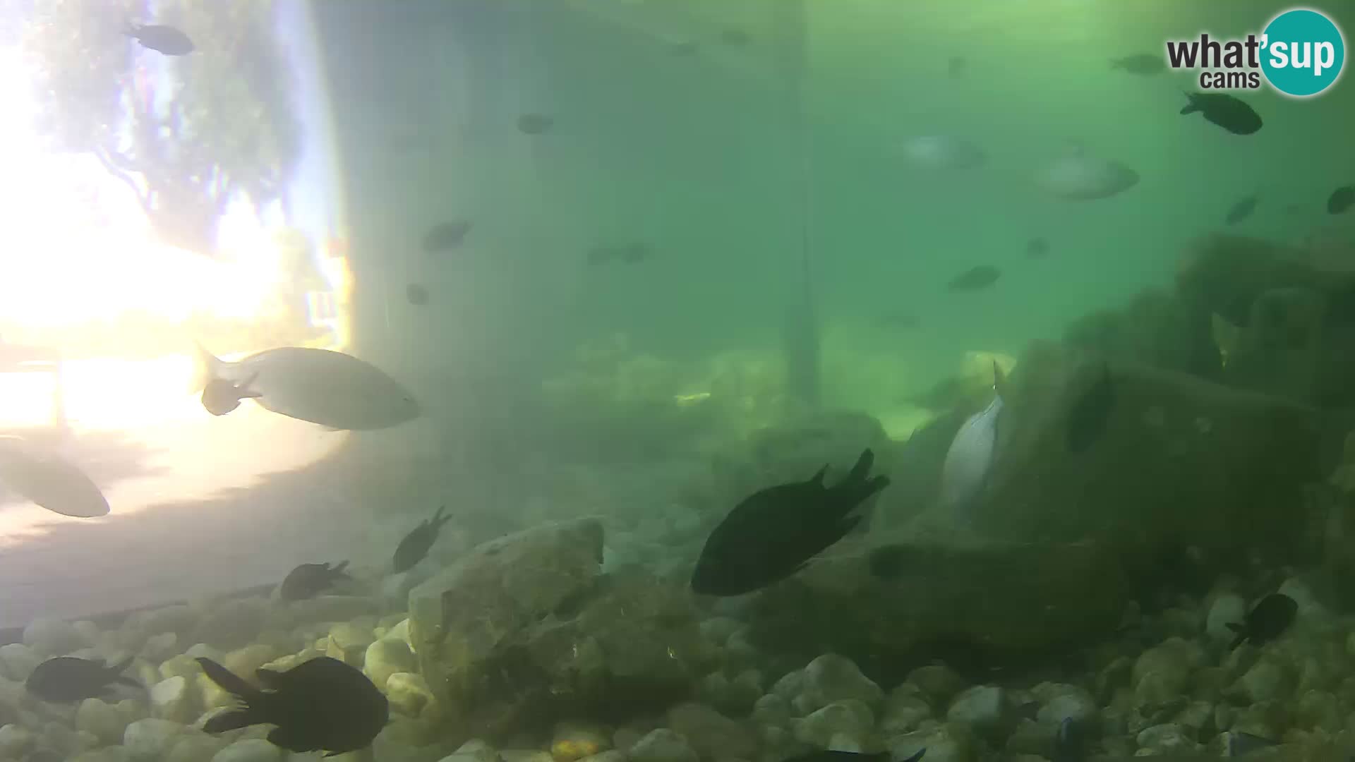 Webcam de l’aquarium marin extérieur de Rogoznica Croatie
