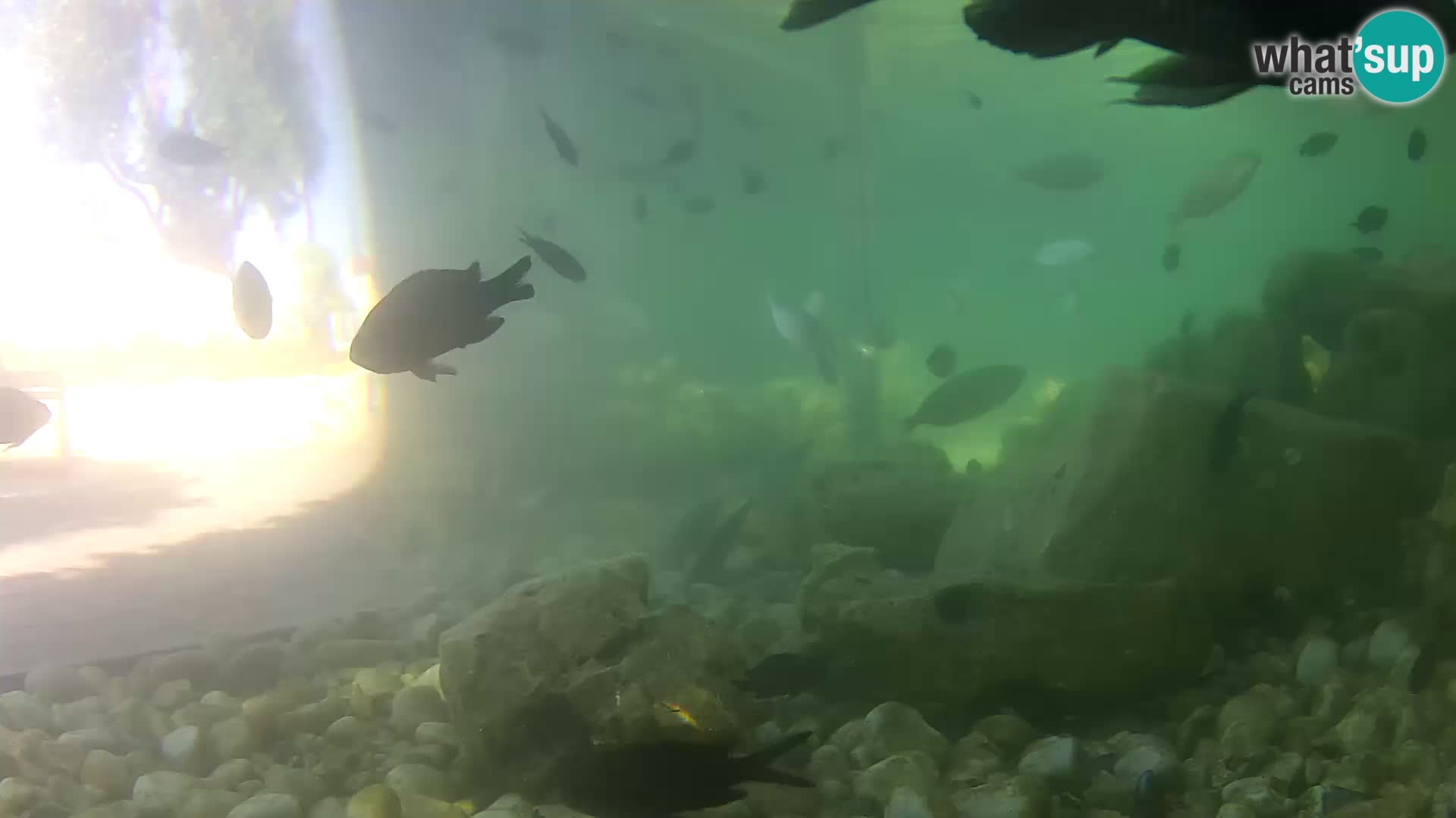 Webcam de l’aquarium marin extérieur de Rogoznica Croatie