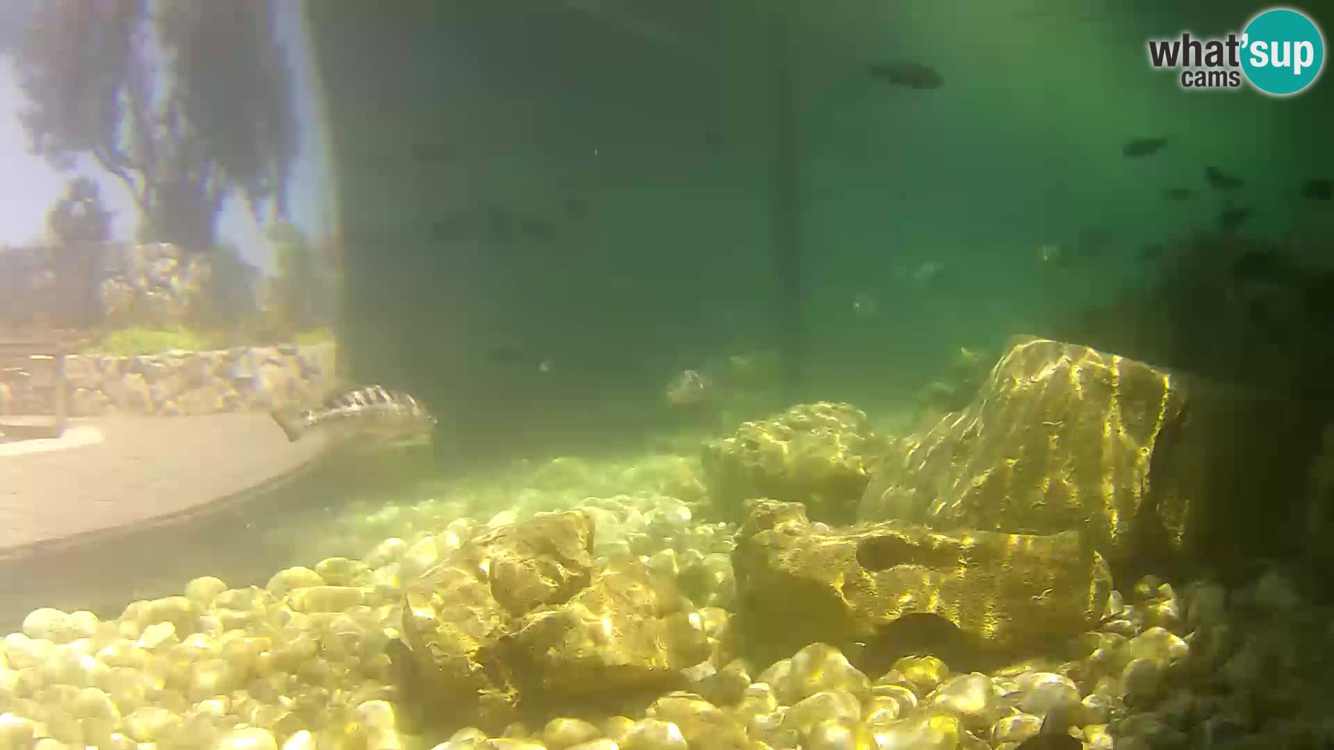 Webcam de l’aquarium marin extérieur de Rogoznica Croatie