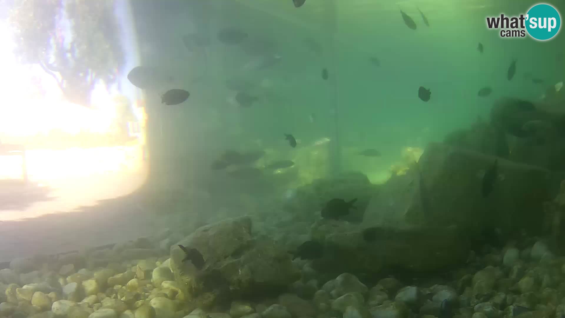 Webcam de l’aquarium marin extérieur de Rogoznica Croatie
