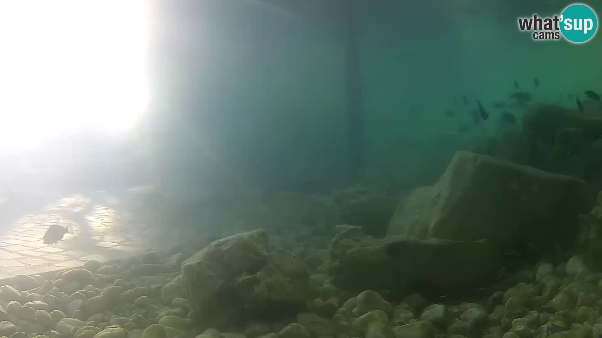 Aquario marino esterno –  Rogoznica livecam Croazia