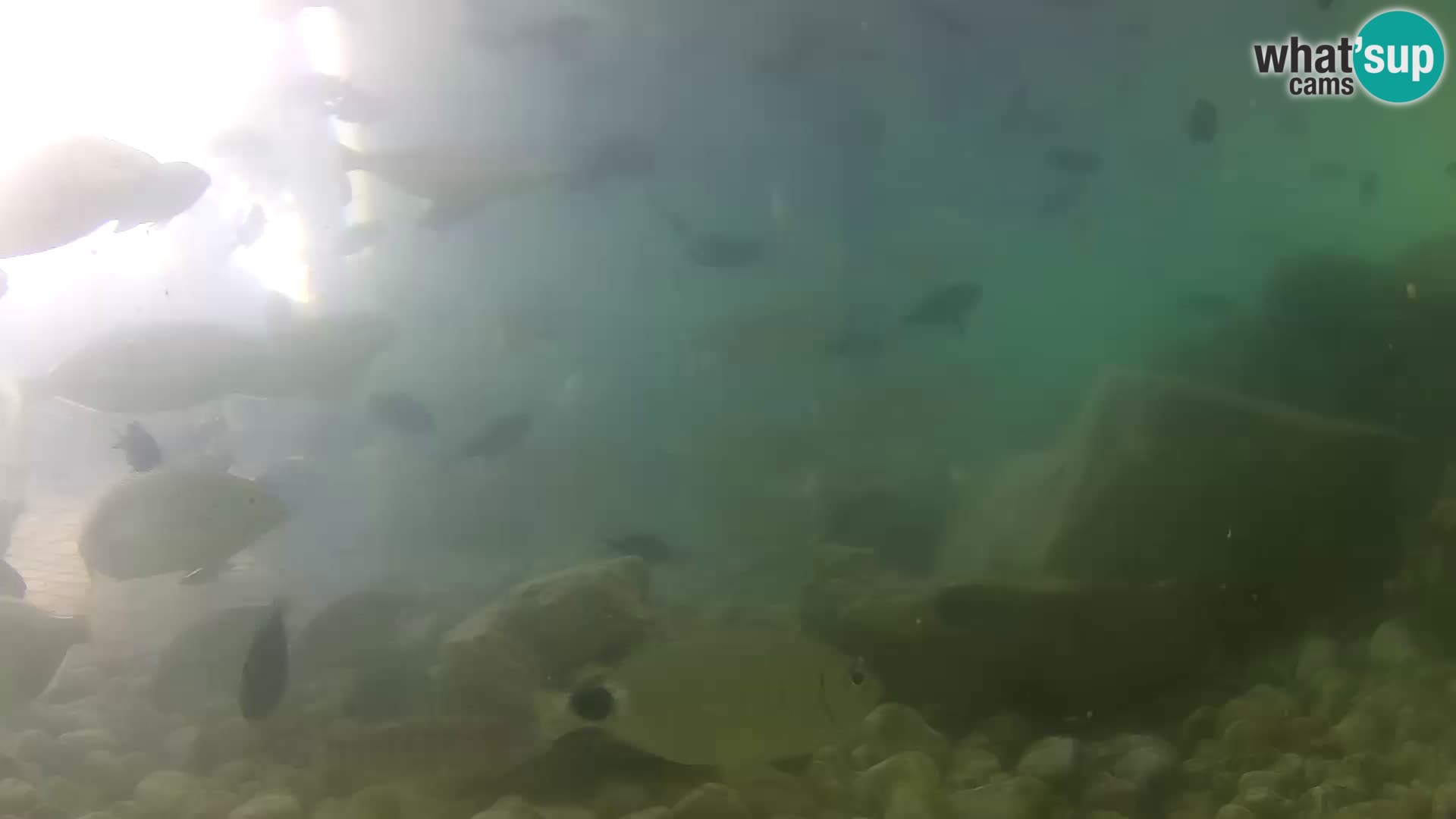 Zunanji morski akvarij Rogoznica spletna kamera Hrvaška