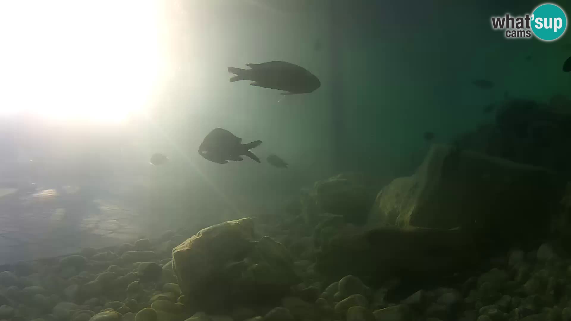 Aquario marino esterno –  Rogoznica livecam Croazia