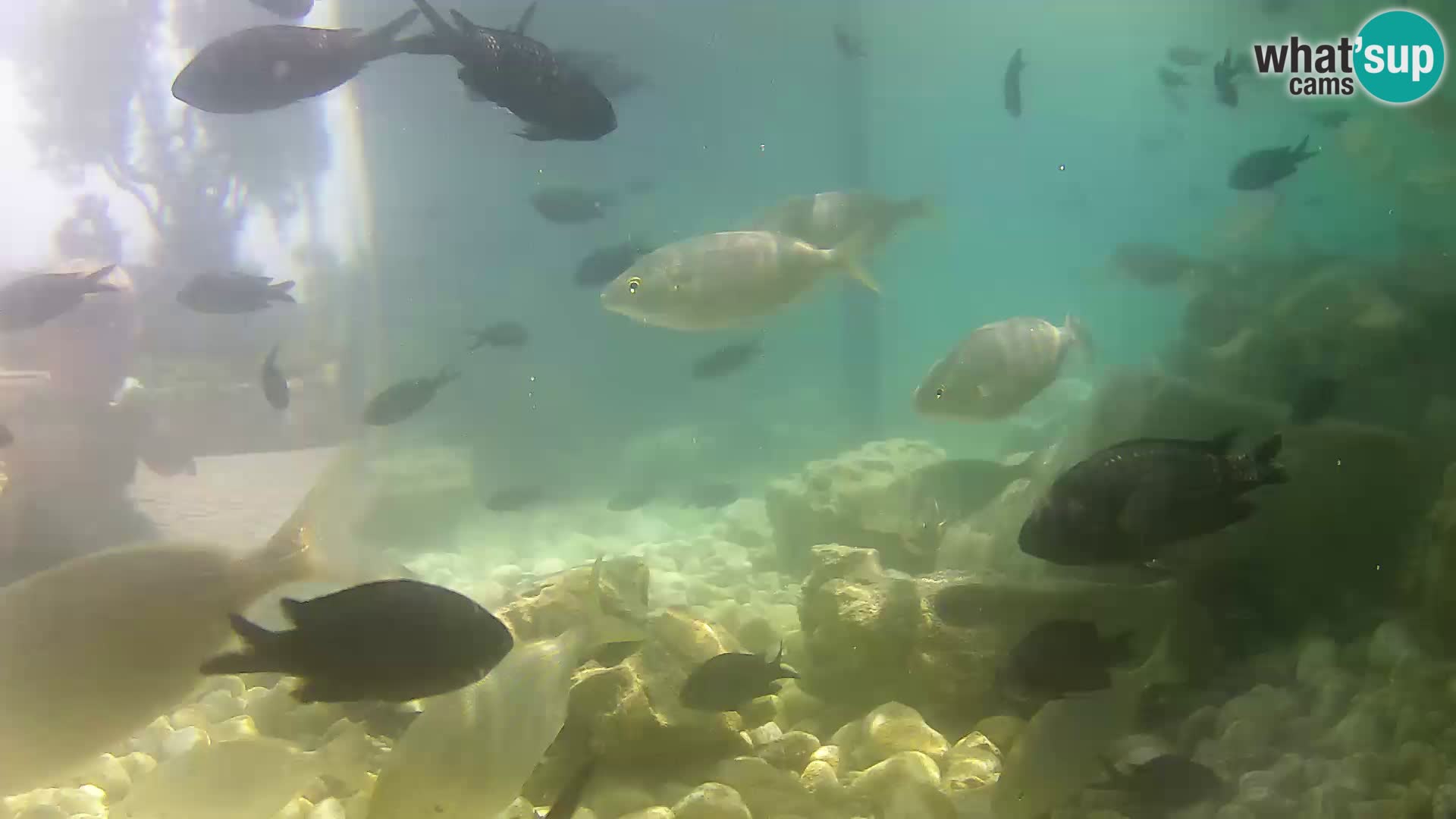 Aquario marino esterno –  Rogoznica livecam Croazia