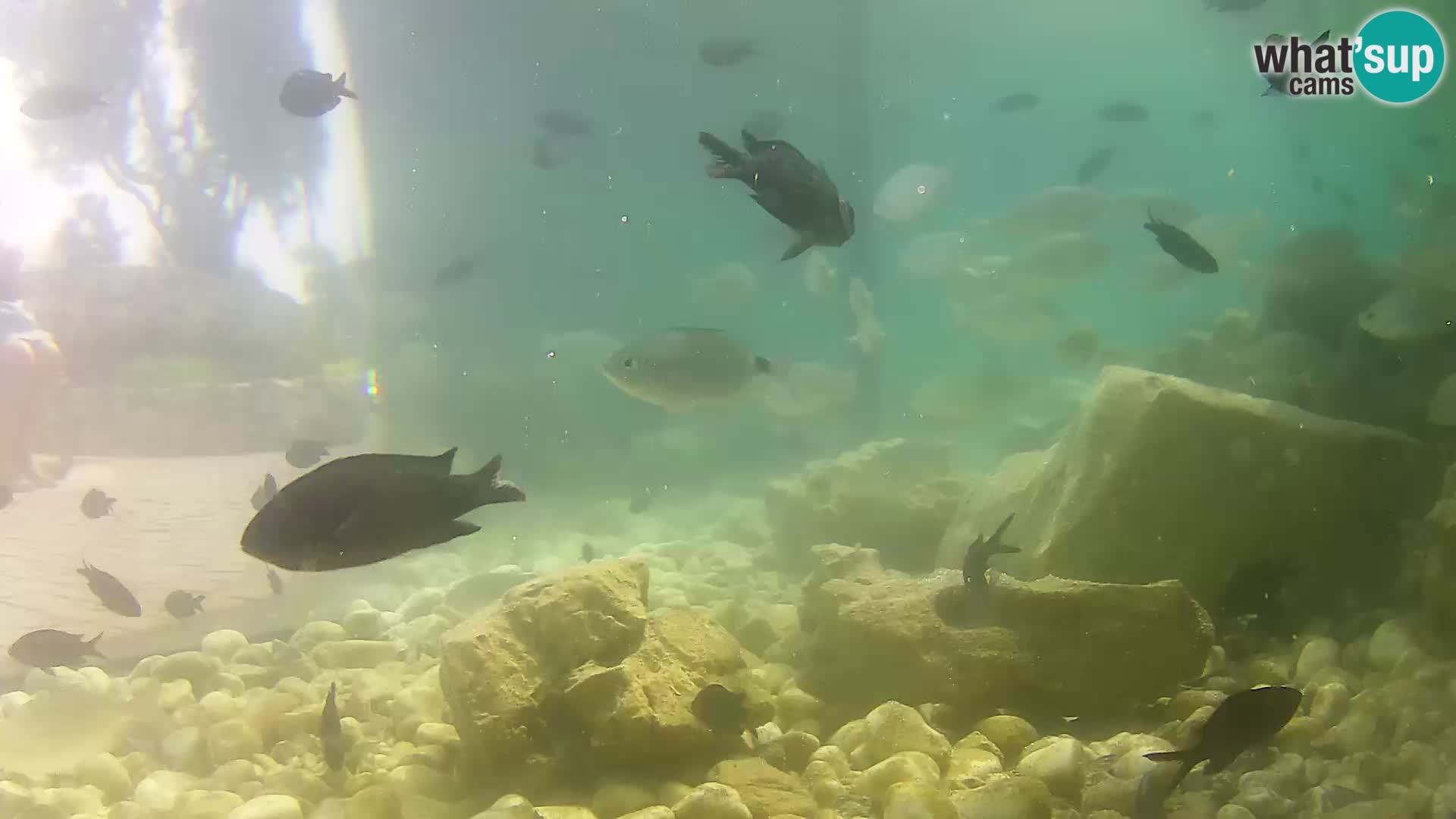 Zunanji morski akvarij Rogoznica spletna kamera Hrvaška
