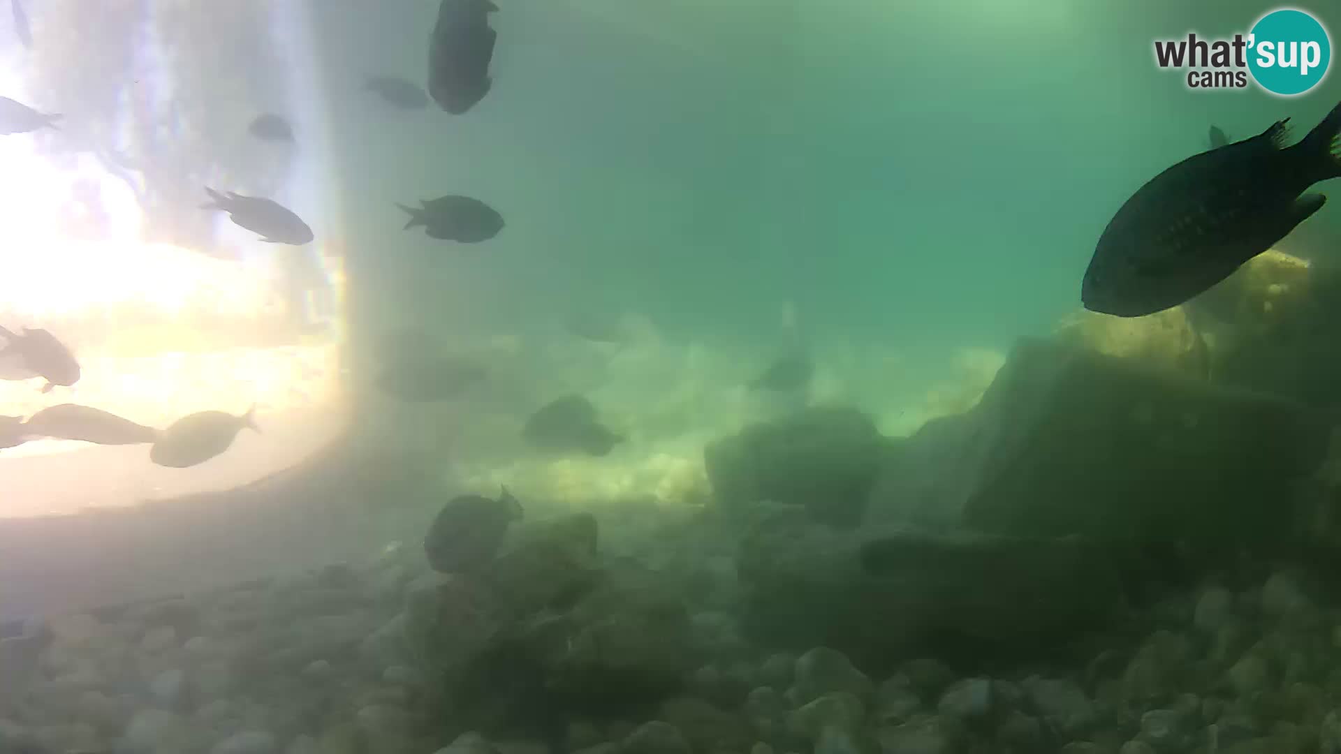Marine Aquarium im Freien Rogoznica webcam Kroatien