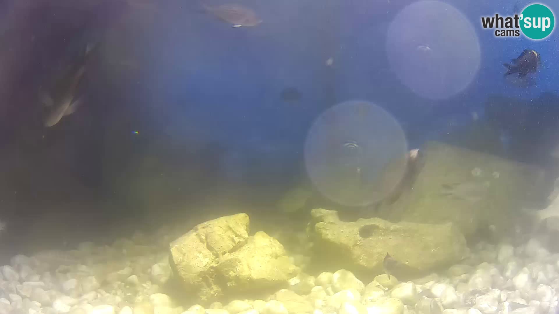 Acuario marino al aire libre Rogoznica webcam Croacia