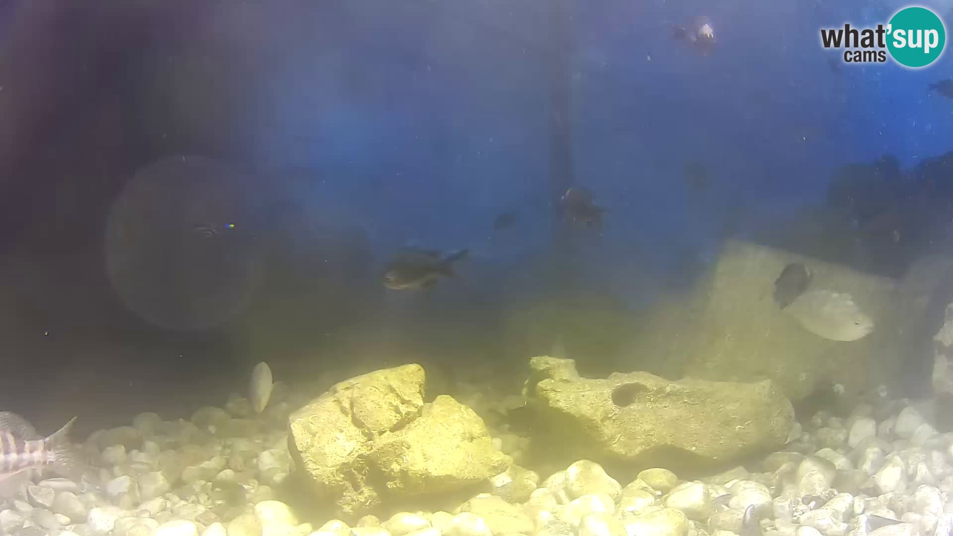 Outdoor Marine Aquarium Rogoznica webcam Croatia