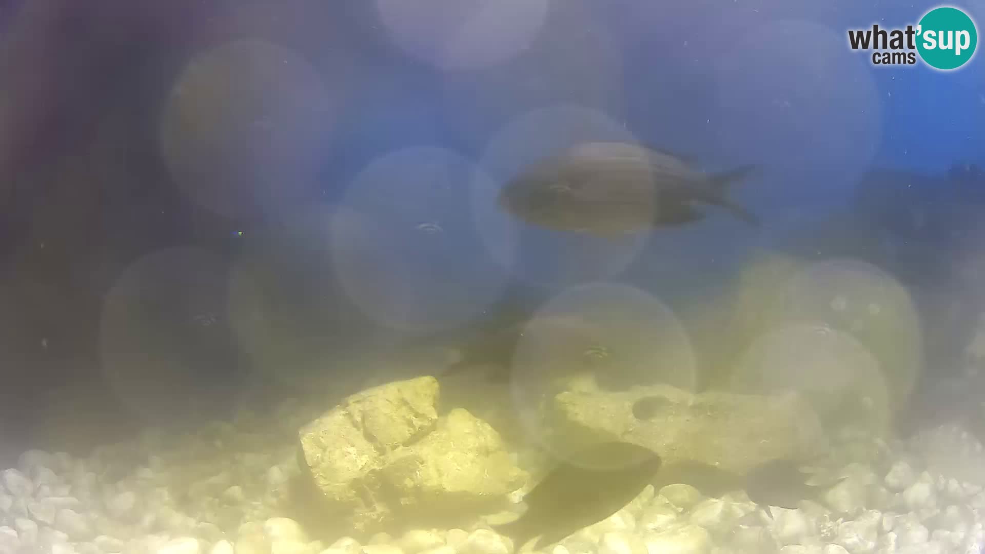Outdoor Marine Aquarium Rogoznica webcam Croatia