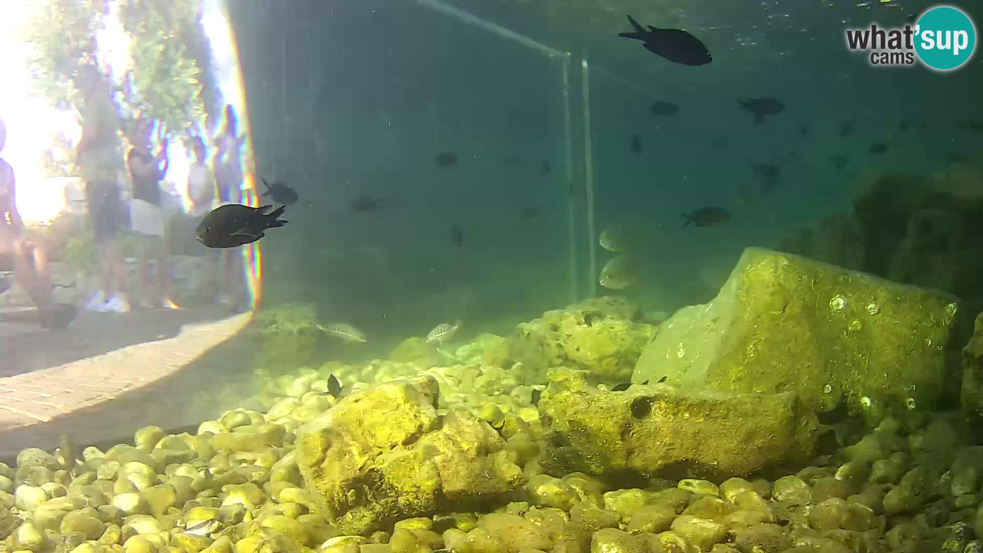 Marine Aquarium im Freien Rogoznica webcam Kroatien