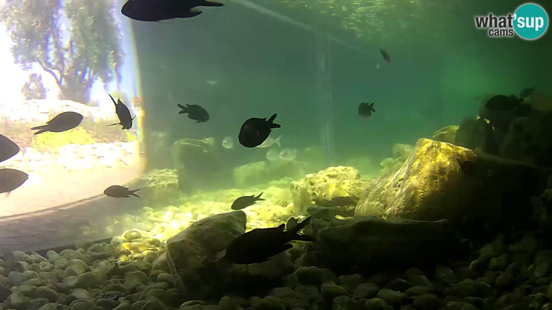 Marine Aquarium im Freien Rogoznica webcam Kroatien