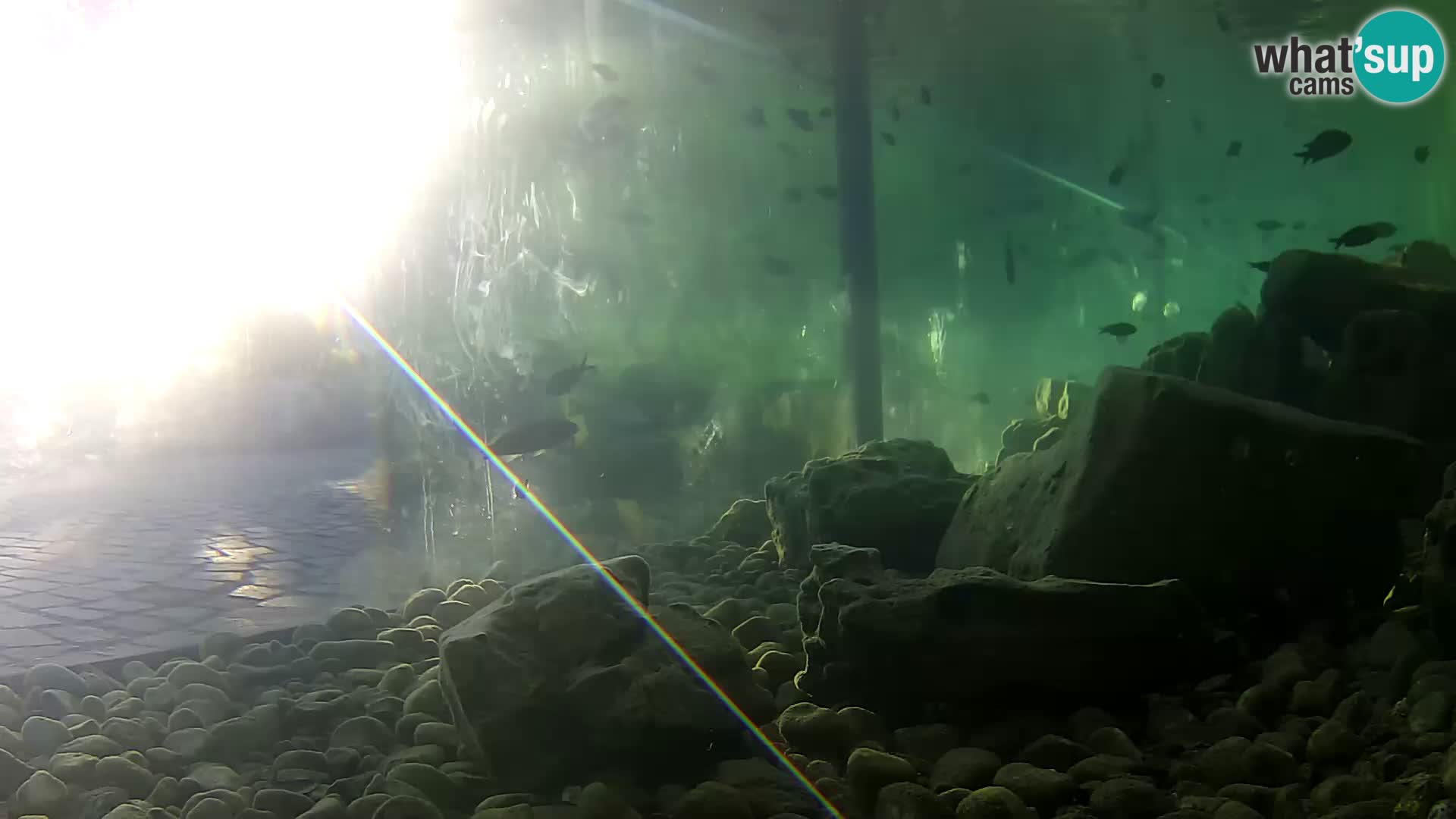 Aquario marino esterno –  Rogoznica livecam Croazia