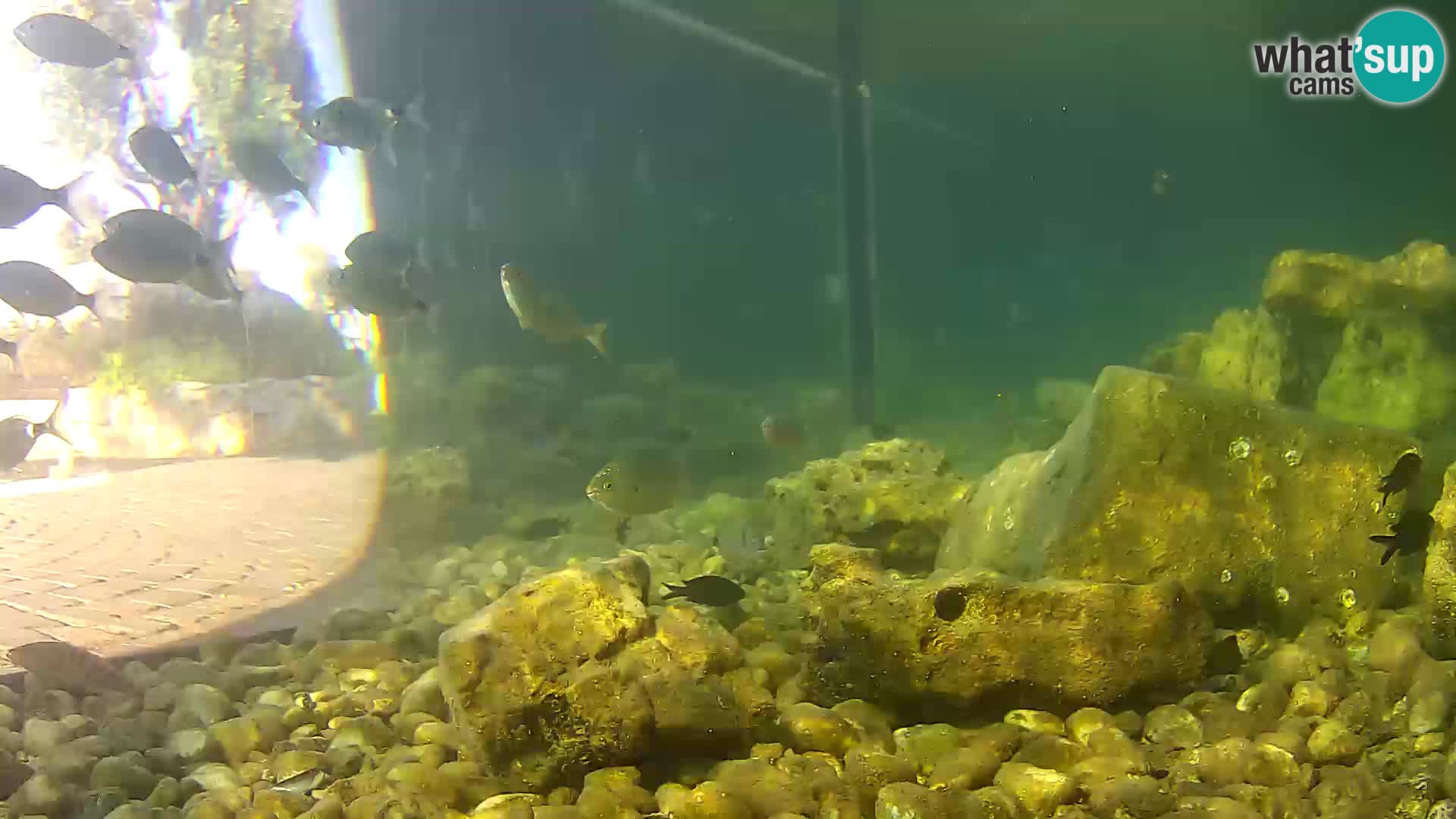 Zunanji morski akvarij Rogoznica spletna kamera Hrvaška