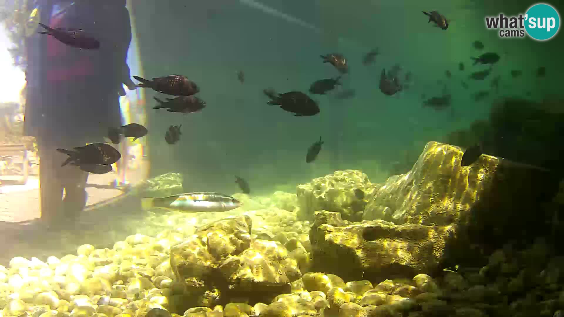 Marine Aquarium im Freien Rogoznica webcam Kroatien