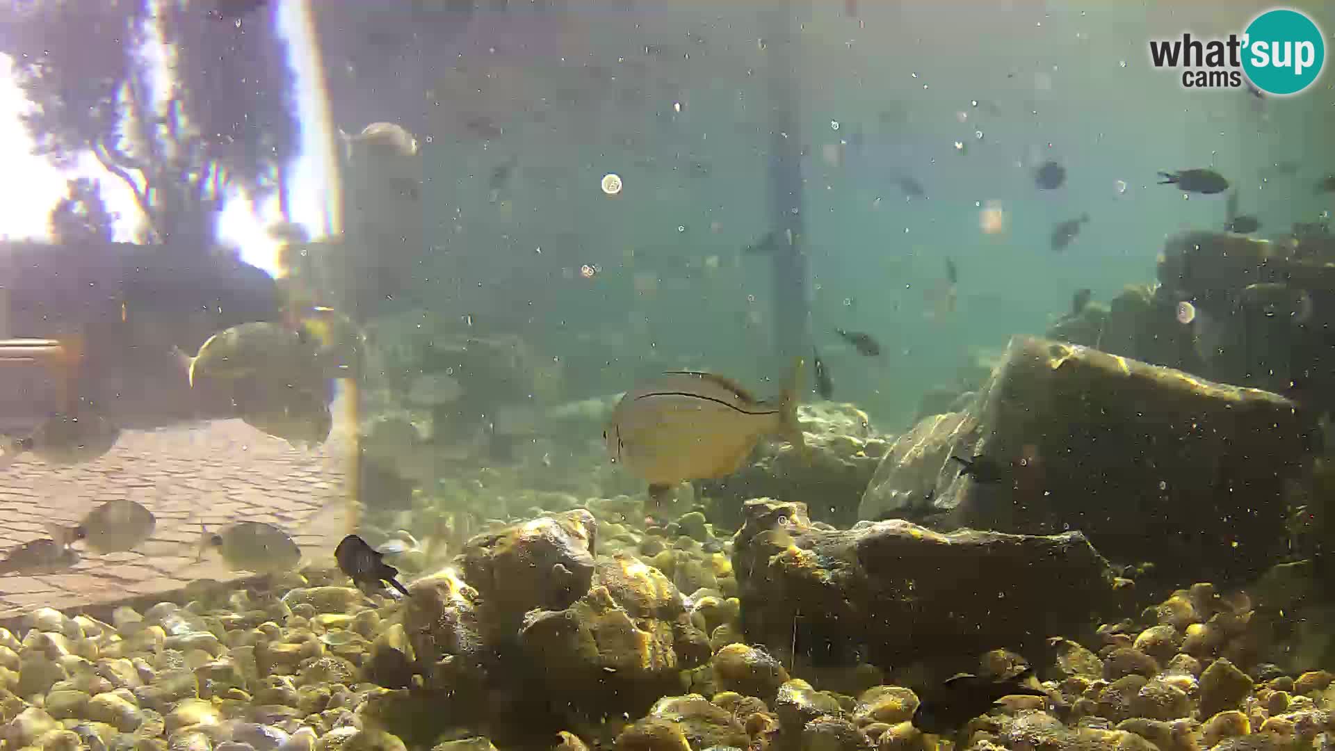 Unterwasserkamera Brijuni – Čamčarnica