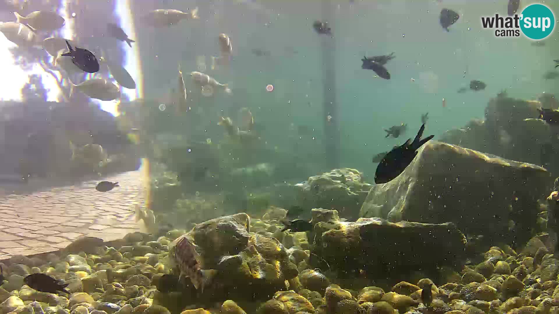 Acuario marino al aire libre Rogoznica webcam Croacia