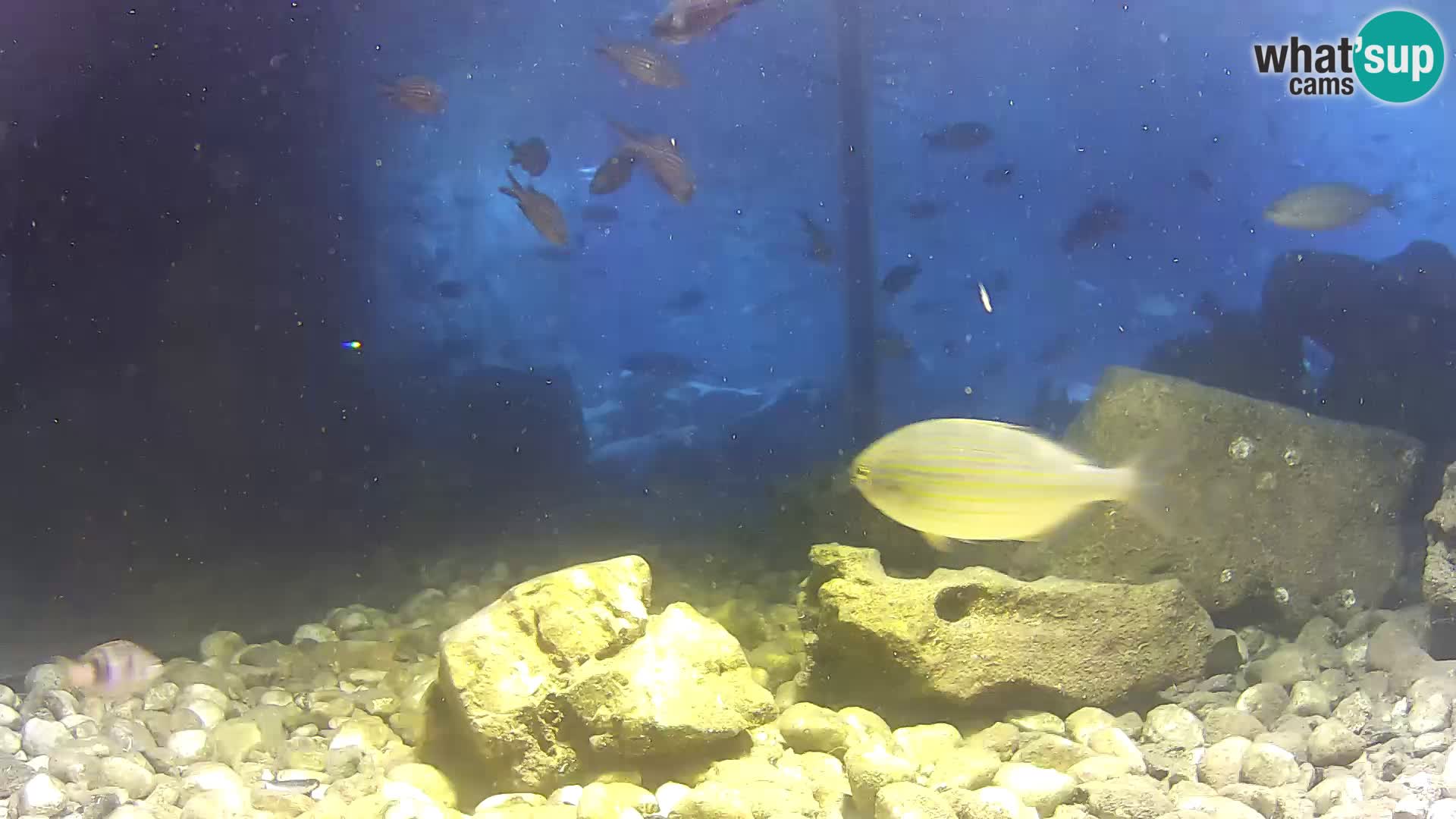 Webcam de l’aquarium marin extérieur de Rogoznica Croatie