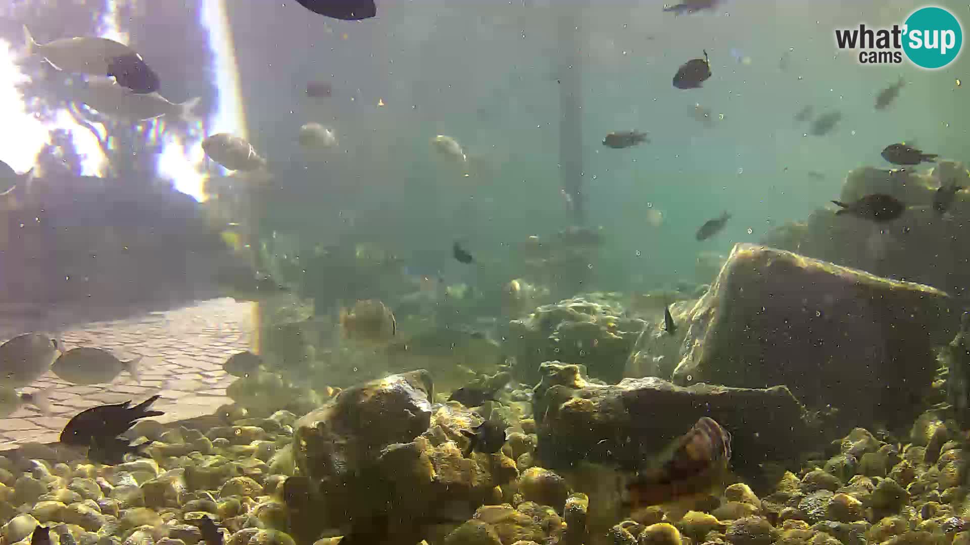 Webcam de l’aquarium marin extérieur de Rogoznica Croatie
