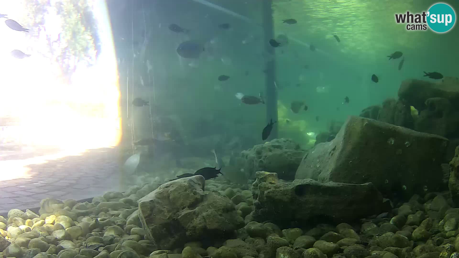 Outdoor Marine Aquarium Rogoznica webcam Croatia