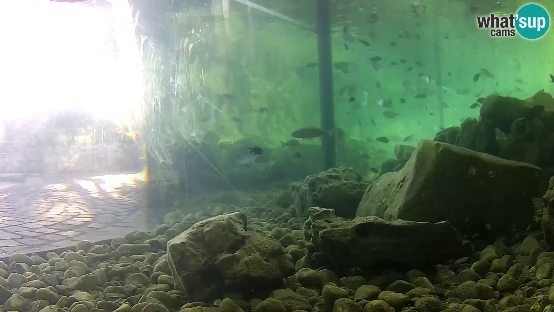 Acuario marino al aire libre Rogoznica webcam Croacia