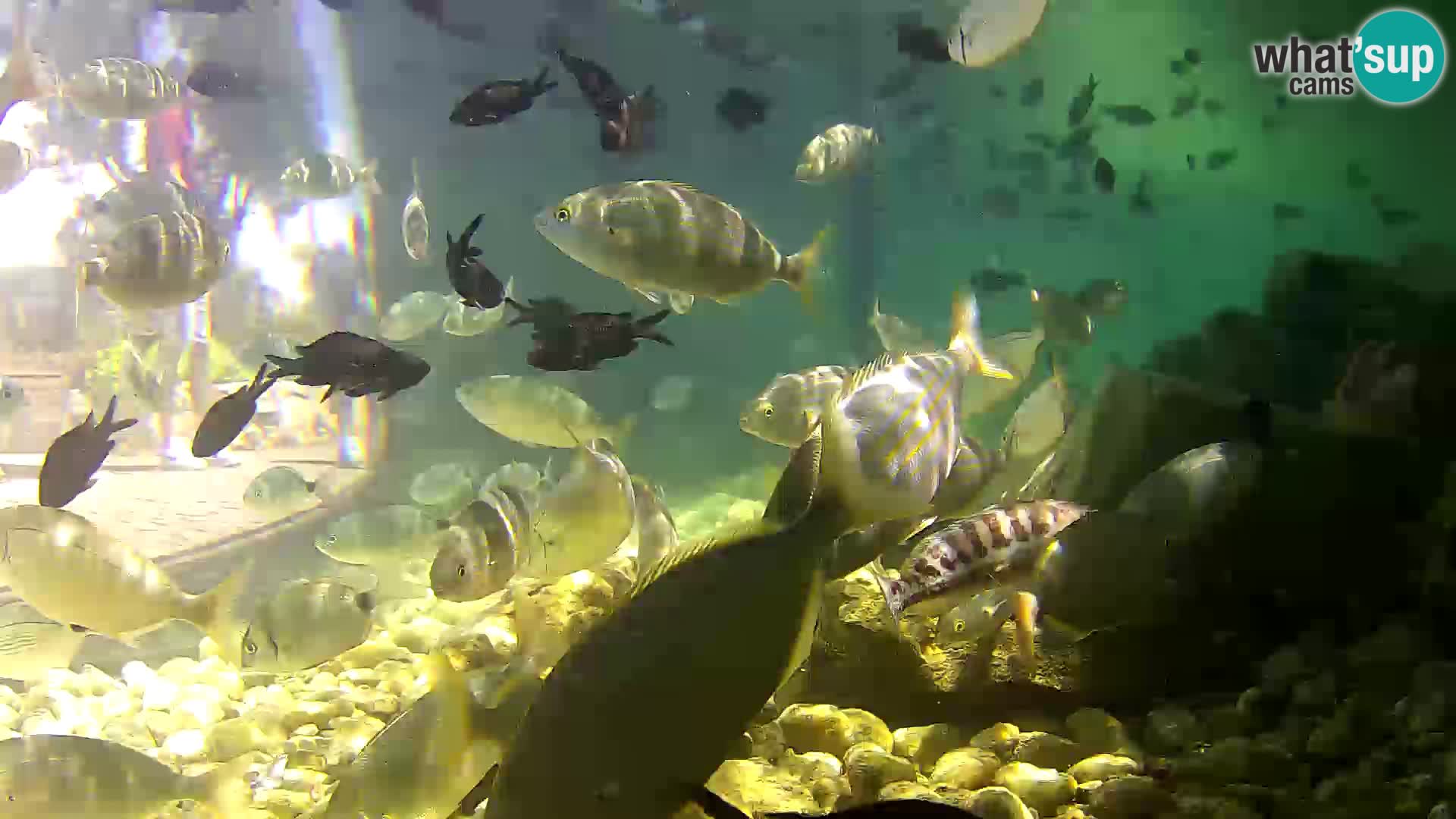 Outdoor Marine Aquarium Rogoznica webcam Croatia