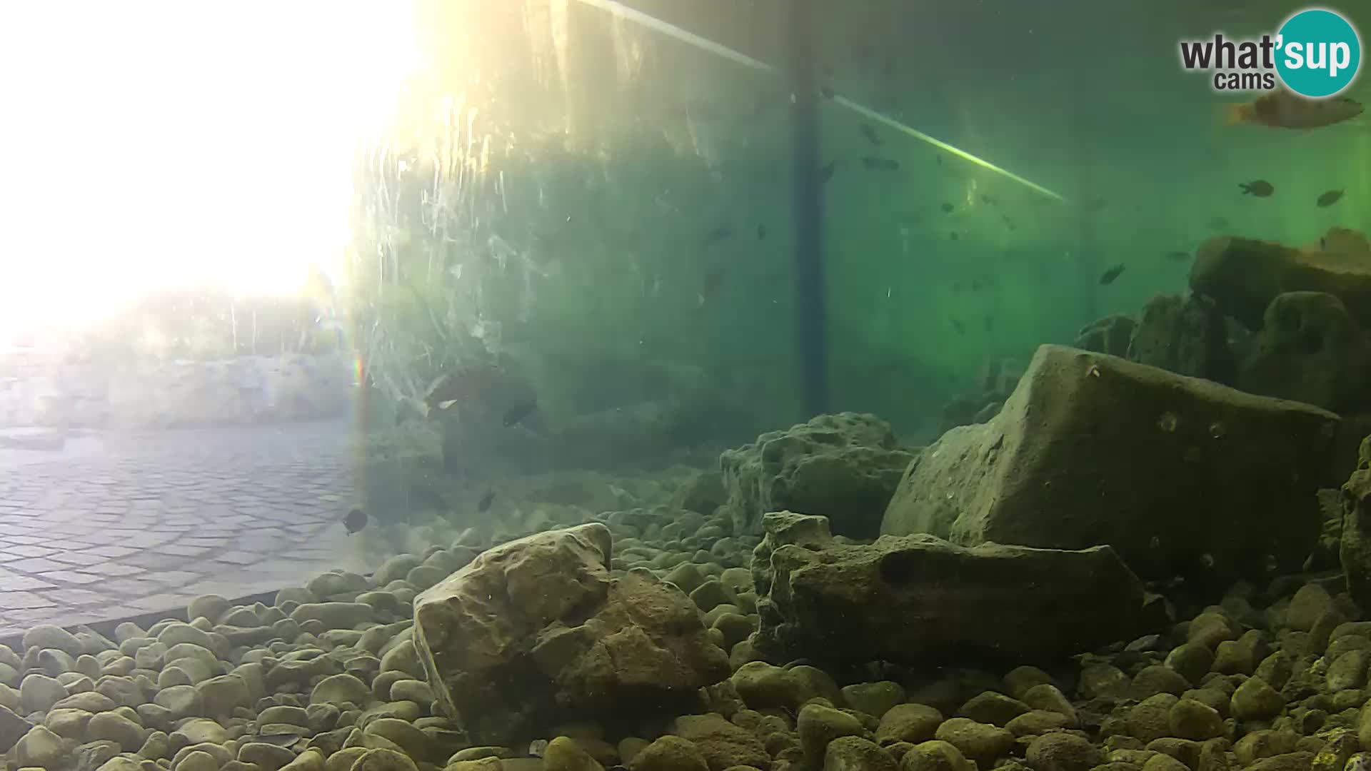Outdoor Marine Aquarium Rogoznica webcam Croatia