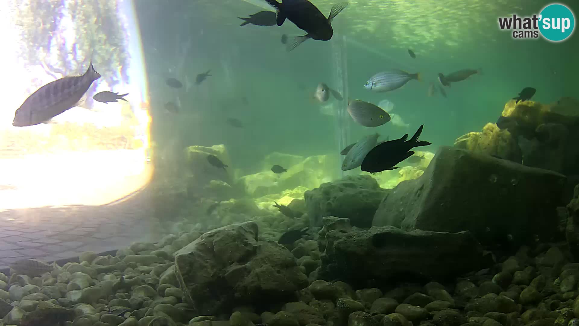Zunanji morski akvarij Rogoznica spletna kamera Hrvaška