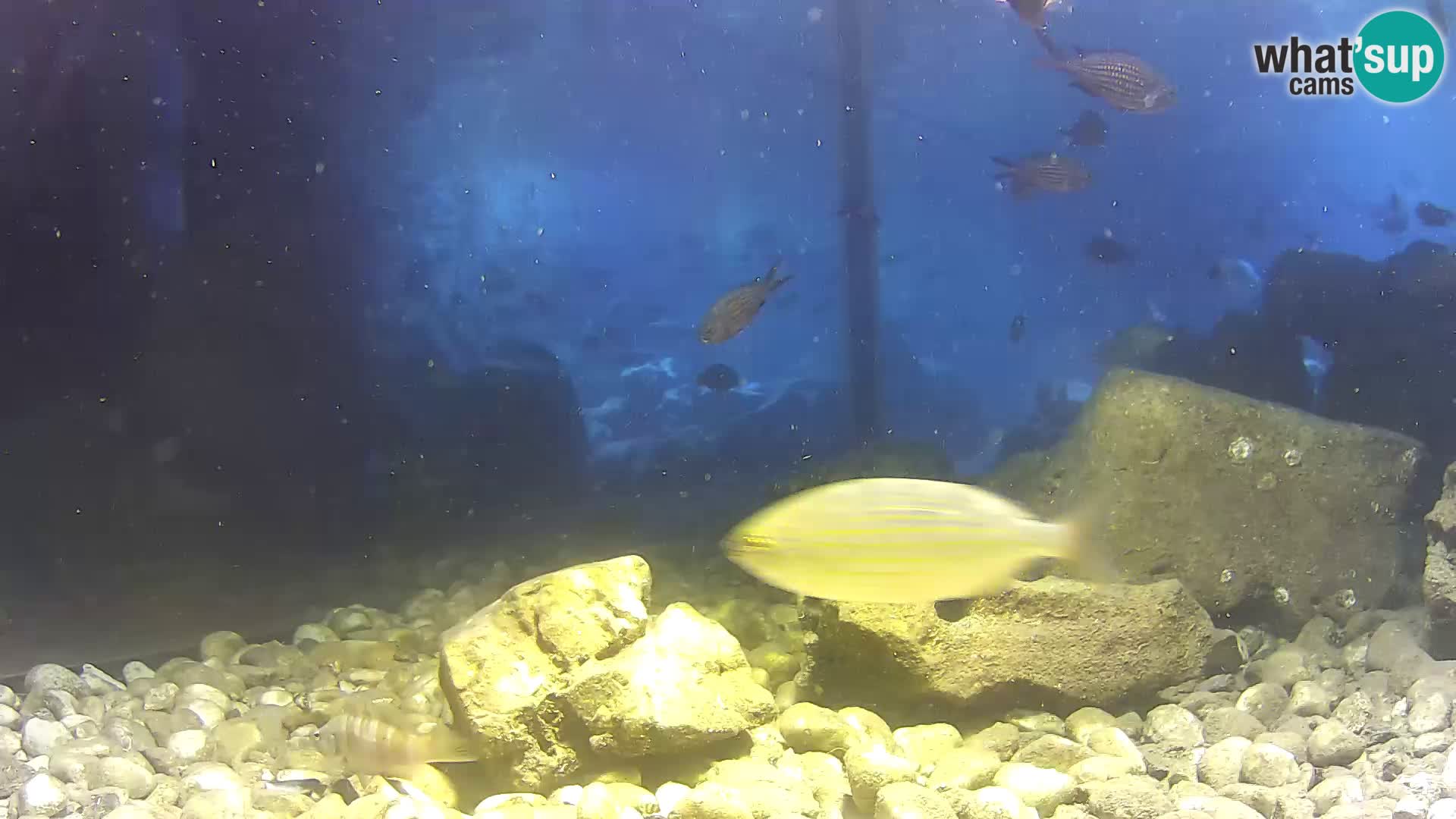 Aquario marino esterno –  Rogoznica livecam Croazia