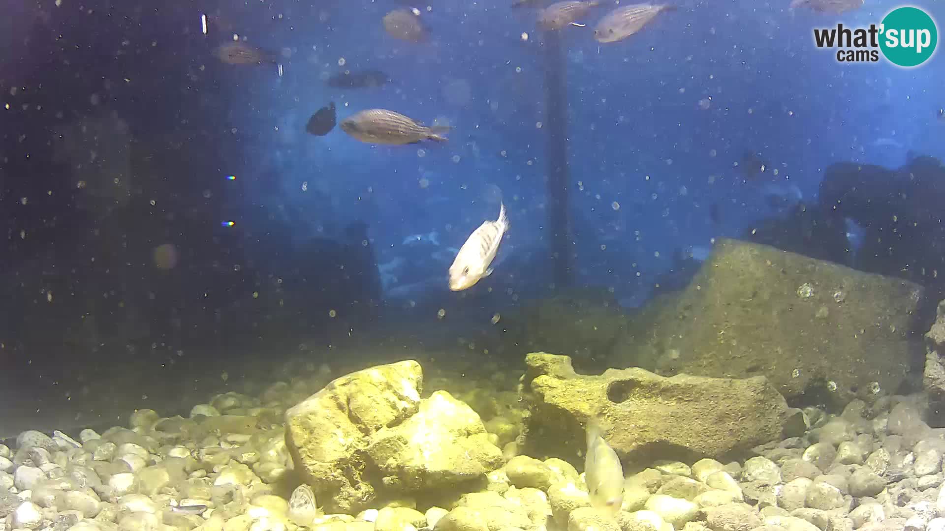 Outdoor Marine Aquarium Rogoznica webcam Croatia
