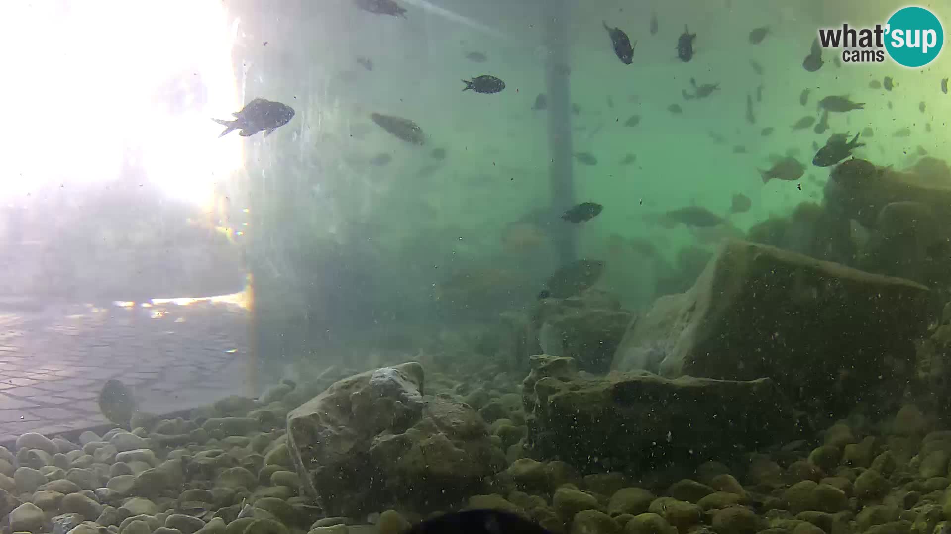 Outdoor Marine Aquarium Rogoznica webcam Croatia