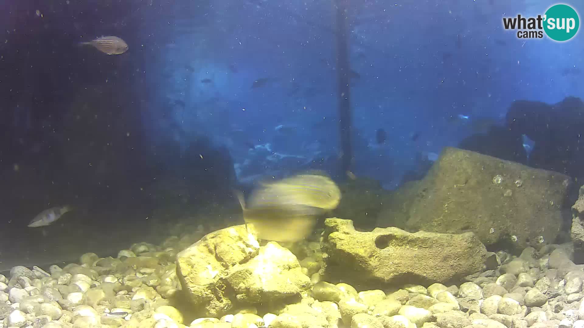 Outdoor Marine Aquarium Rogoznica webcam Croatia