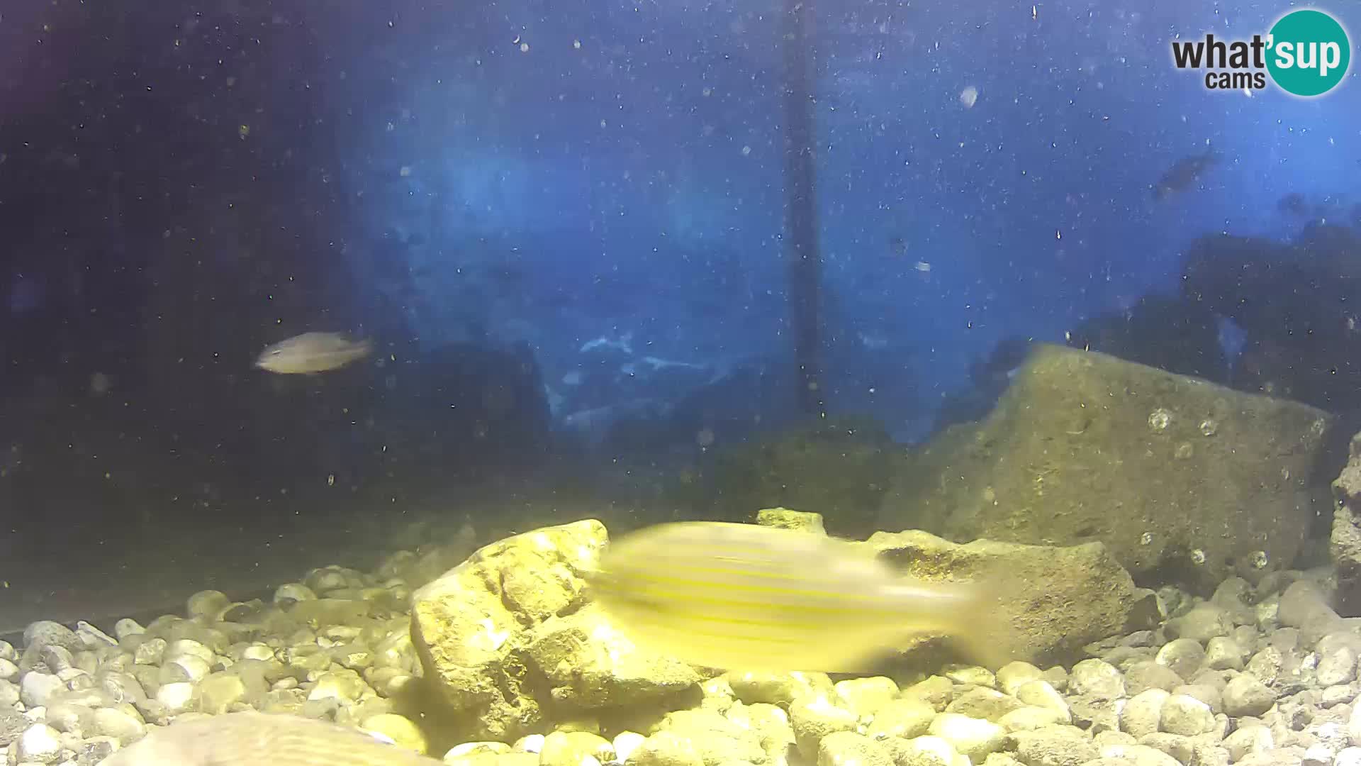 Outdoor Marine Aquarium Rogoznica webcam Croatia