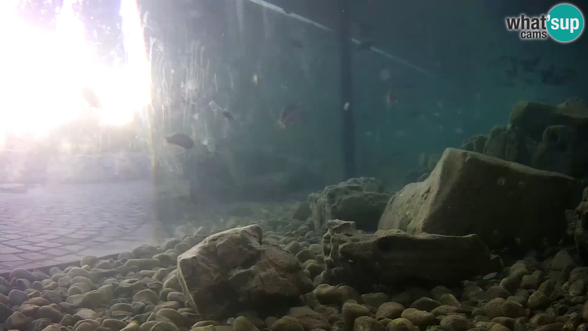 Outdoor Marine Aquarium Rogoznica webcam Croatia